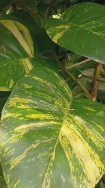 Yeşiller Doğal Barış Getirsin