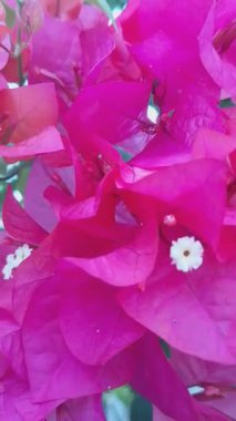 Güzel Çiçekler Bahar Günlerini Parlatıyor