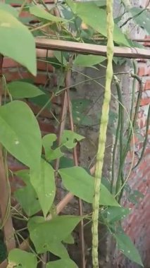 Canlı Ağaçlar ve Renkli Bahçe Çiçekleri