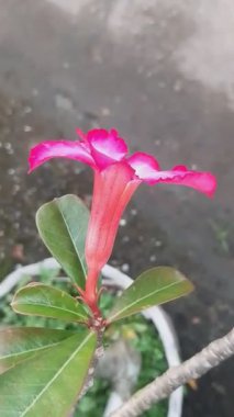 Beş En Güzel Çiçek