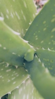 Güzel Süslü Bitkiler Ev Dekorasyonu