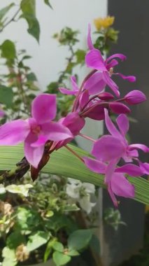 Beş En Güzel Çiçek