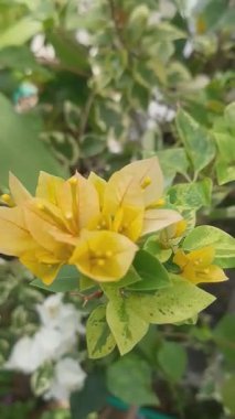 Beş En Güzel Çiçek