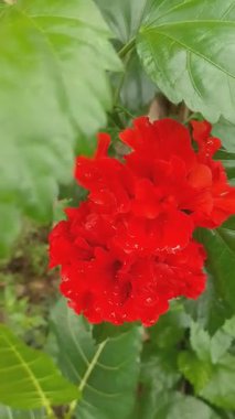 Beş En Güzel Çiçek