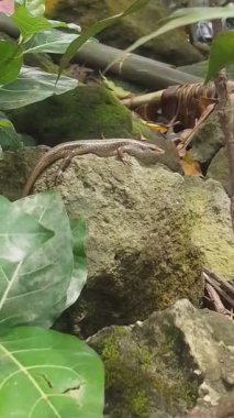 Yosunlu Kayalarda Küçük Kertenkele