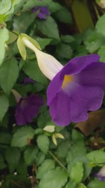 Beş En Güzel Çiçek