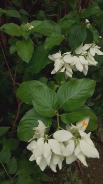 Beş En Güzel Çiçek