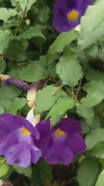 Beş En Güzel Çiçek