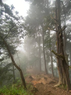 Dağlardaki ormanın güzel manzarası