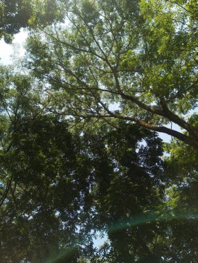 Ormanda ağaç dalları, doğada bitki örtüleri.