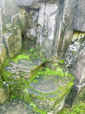 Duvarda yeşil yosun