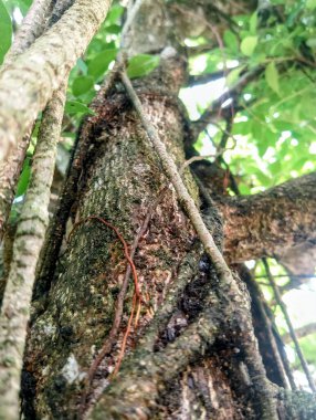 Yeşil yapraklı bir ağaca yaklaş.