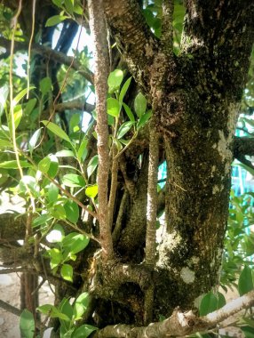 Ormanda yeşil yapraklar