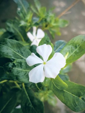 Bahçedeki beyaz çiçek