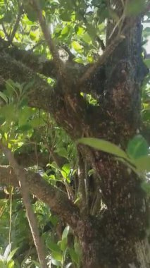 Ev İçin Güzel Süslü Bitkiler