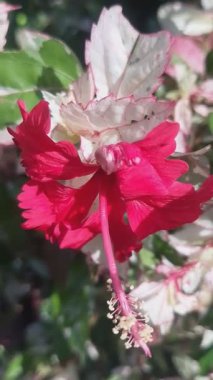 Çiçekler ve Yeşil Yapraklar