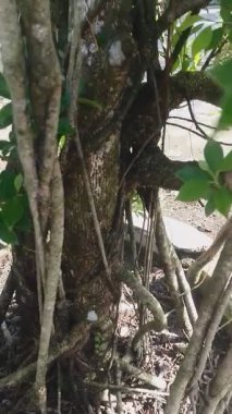 Ev İçin Güzel Süslü Bitkiler