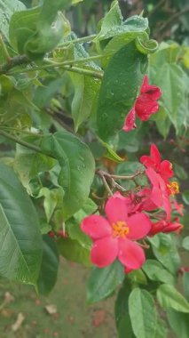 Çiçekler ve Yeşil Yapraklar