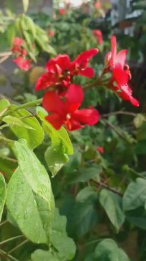 Çiçekler ve Yeşil Yapraklar