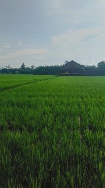 Güzel Yeşil Pirinç Tarlası Manzarası