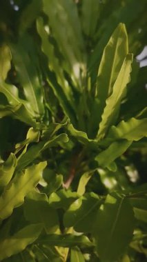 Çiçekler ve Yeşil Yapraklar