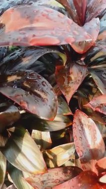 Ev İçin Güzel Süslü Bitkiler