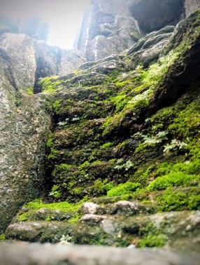 Ormanın güzel manzarası