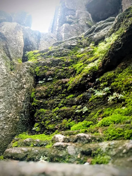 Ormanın güzel manzarası