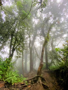 Sabahları ormanın güzel manzarası