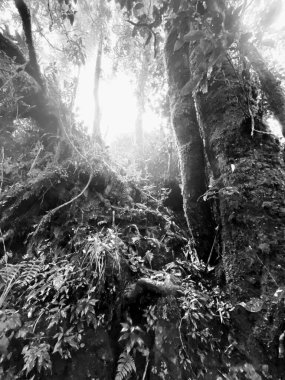 Ormandaki bir ağacın siyah beyaz fotoğrafı.
