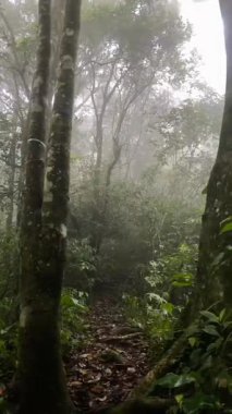 Ormanın İçindeki Güzel Manzara