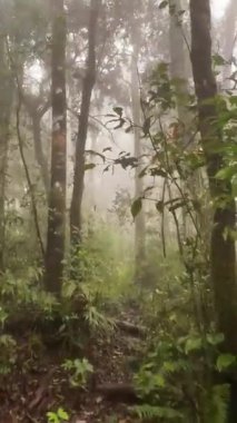 Ormanın İçindeki Güzel Manzara