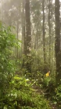 Ormanın İçindeki Güzel Manzara