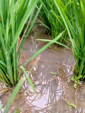 Bahçedeki çimenler