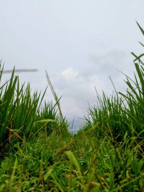 Küçük tarlası olan güzel yeşil çimenler.