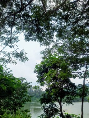 Ormanın güzel manzarası