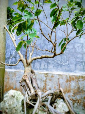 Parktaki ağaç dalları