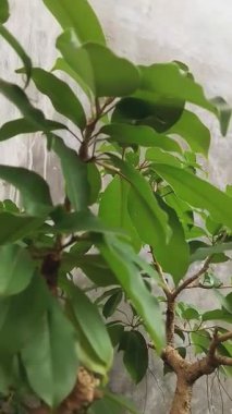 Güzel Sanatsal Bonsai Ağacı Tasarımı