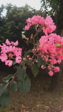 güzel çiçekler bahçede çiçek açan