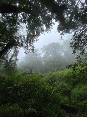Ağacı ve ormanı olan güzel bir manzara.