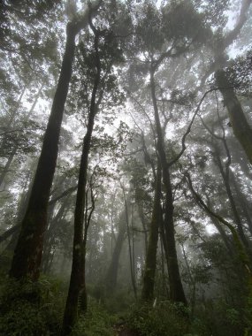 Ormanın güzel manzarası
