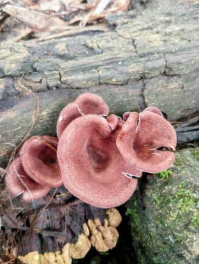 Ormanda büyüyen bir mantara yakın.