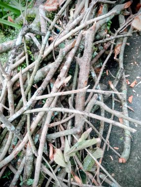 Ormandaki ağaç gövdesi