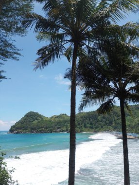 Palmiye ağaçları olan güzel bir sahil