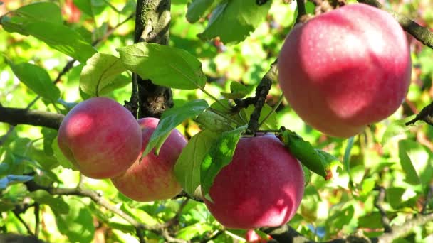 Rama con manzanas en el neumático — Vídeos de Stock