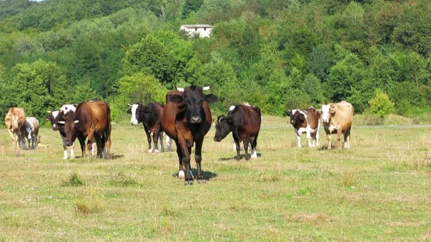 Vacas no prado — Vídeo de Stock