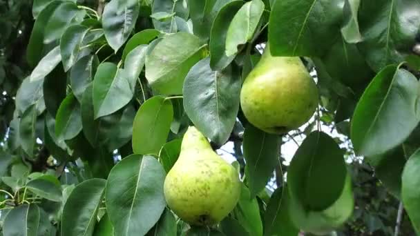 Pears on the Branch. — Wideo stockowe