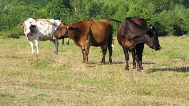 Trzy krowy na pastwisku. — Wideo stockowe