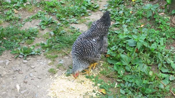 Šedý kuře v zeleninové zahradě. — Stock video