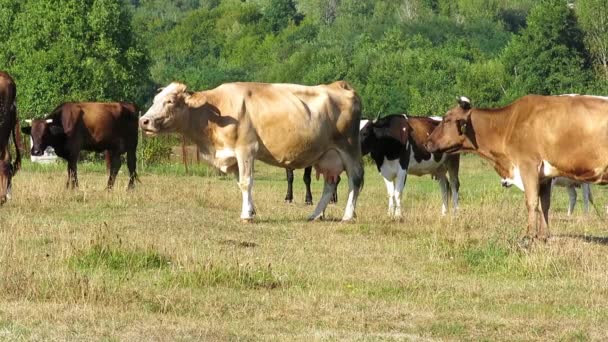 Vacas pastam no pasto — Vídeo de Stock